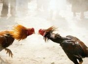 Judi Sabung Ayam di Sidorejo Diduga Dibekingi Kades dan Aparat, Warga Minta Polres Malang Bertindak