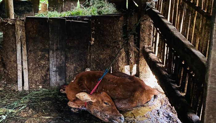 Penyakit Kulit Sapi Marak, Warga Minta Pemkab Sumenep Tak Cuma Berpangku Tangan