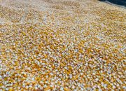 Impor Jagung RI Mencapai Rp 3,8 T
