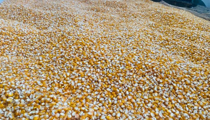 Impor Jagung RI Mencapai Rp 3,8 T
