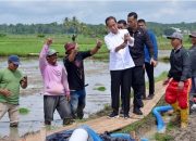 Indonesia Gagal Swasembada Pangan, Jokowi Salahkan Perubahan Iklim