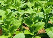 Umumkan Beli Tembakau Mulai 11 Agustus, Ini Imbauan Haji Her ke Petani