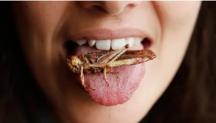 Pemerintah Pertimbangkan Serangga dan Ulat Jadi Menu Makan Gratis