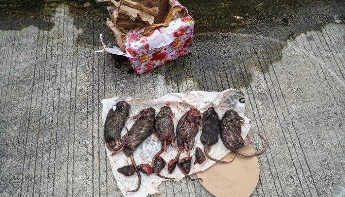 Usai Teror Kepala Babi, Kini Tempo Dikirimi Bangkai Tikus dengan Kepala Terpenggal