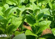 Stok Pabrik Penuh, Petani Diminta Kurangi Tanam Tembakau Tahun Ini