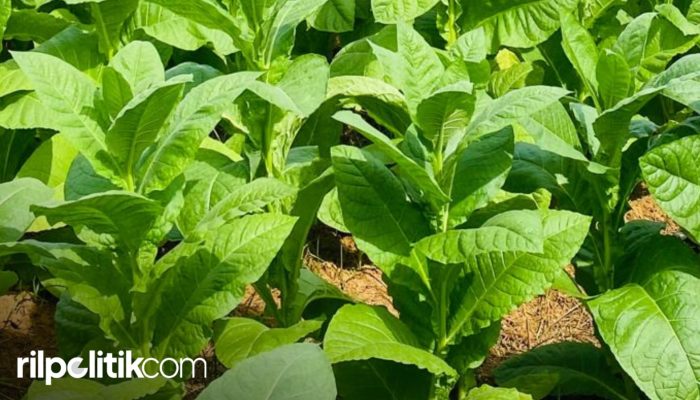 Stok Pabrik Penuh, Petani Diminta Kurangi Tanam Tembakau Tahun Ini