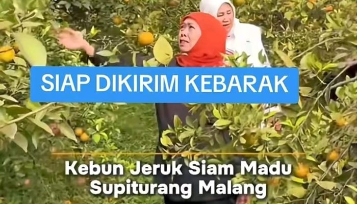 Ngakak! Warganet Minta Dedi Mulyadi Kirim Khofifah ke Barak Militer