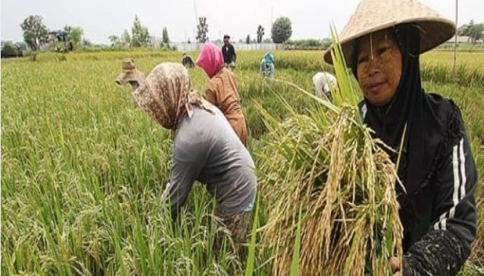 Upland di Tangan Oligarki Lokal