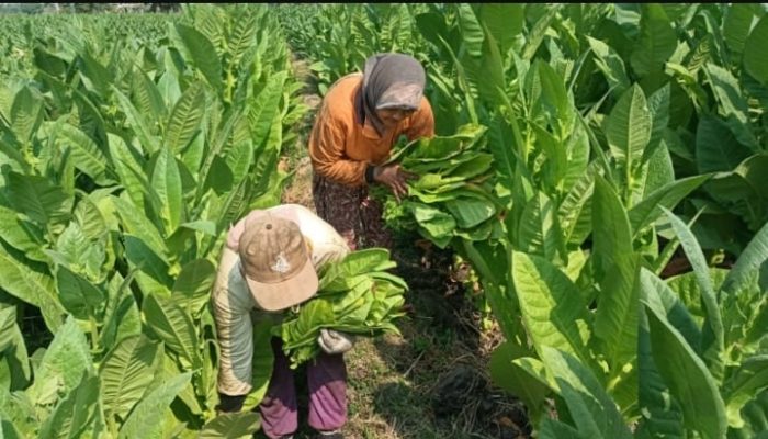 Surat Untuk Presiden Prabowo dari Anak Petani Tembakau Madura