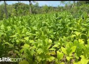 Petani Tembakau ke Nur Faizin: Jadi Pejabat Jaga Mulut, Jangan Asal Bunyi!
