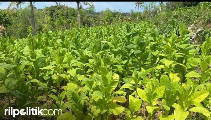 Petani Tembakau ke Nur Faizin: Jadi Pejabat Jaga Mulut, Jangan Asal Bunyi!