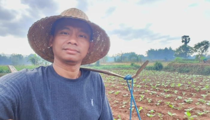 Gudang Garam Mengeluh, Tempo Memburu, Petani Membayar